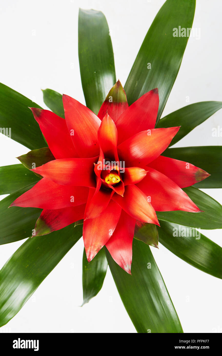 Scarlet star plant Stock Photo