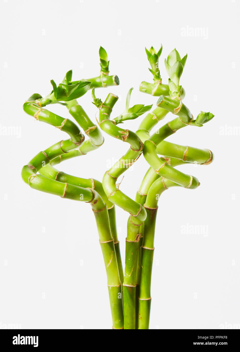 Lucky bamboo plant Stock Photo
