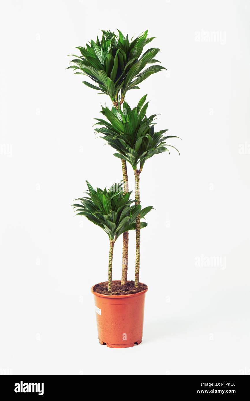 Compact dragon plant Stock Photo