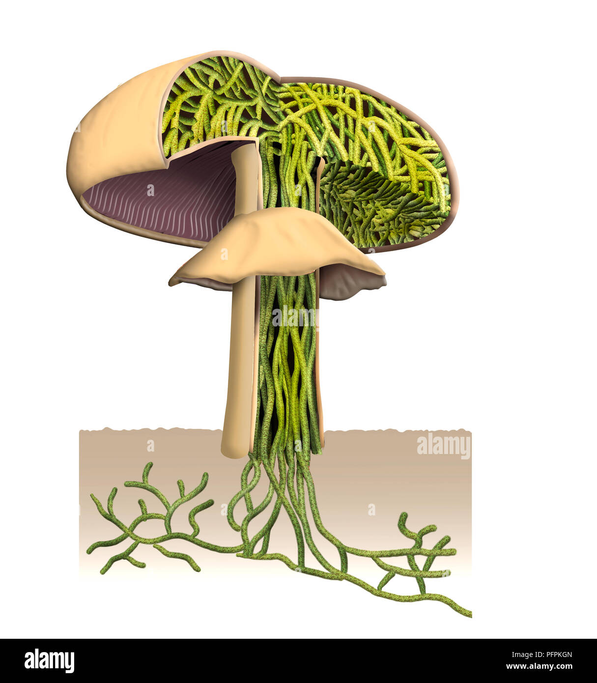 Cross section of a mushroom Stock Photo Alamy