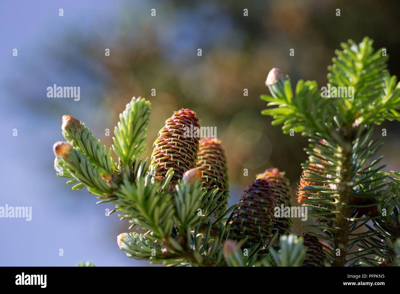 Pine tree branch with cones, Pinus cembra, Eifel Highlands, Germany Several pine tree cones on branch Stock Photo