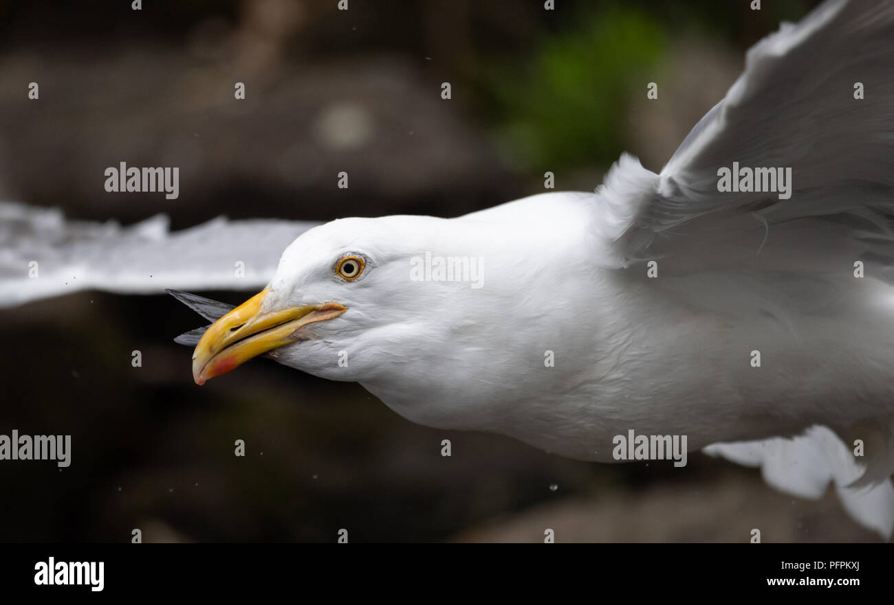 Closeup of a Seagull eating a Fish Stock Photo - Alamy
