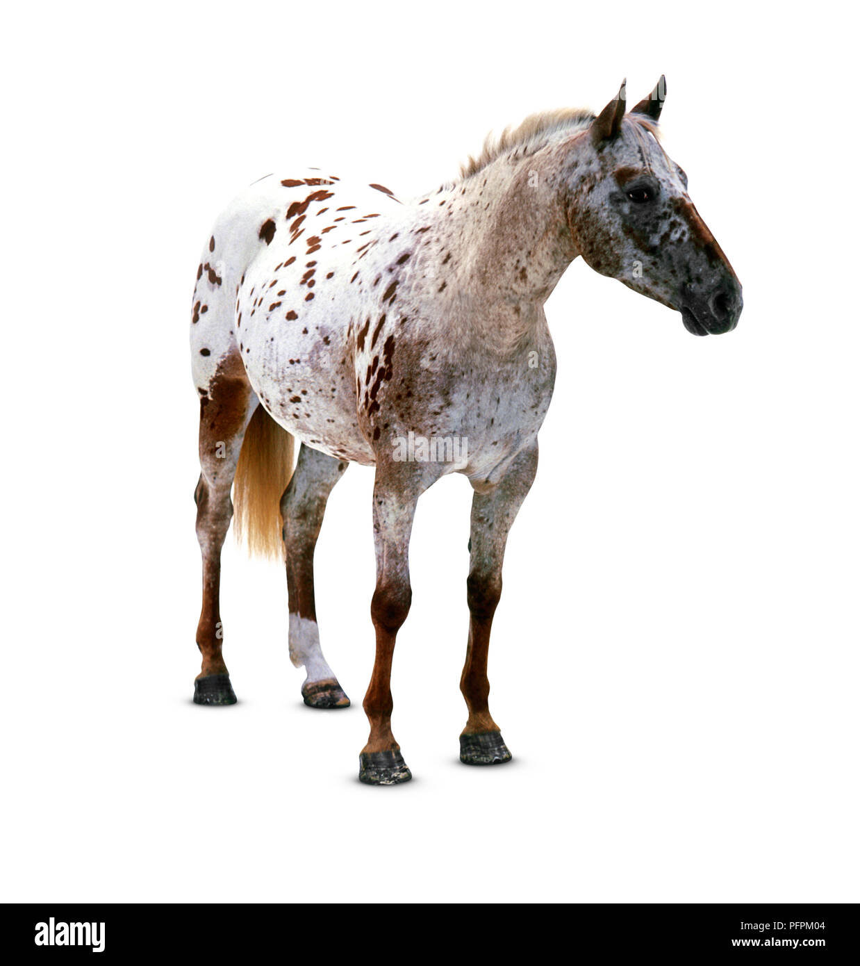 Native American Breeds: Appaloosa - Horse Illustrated