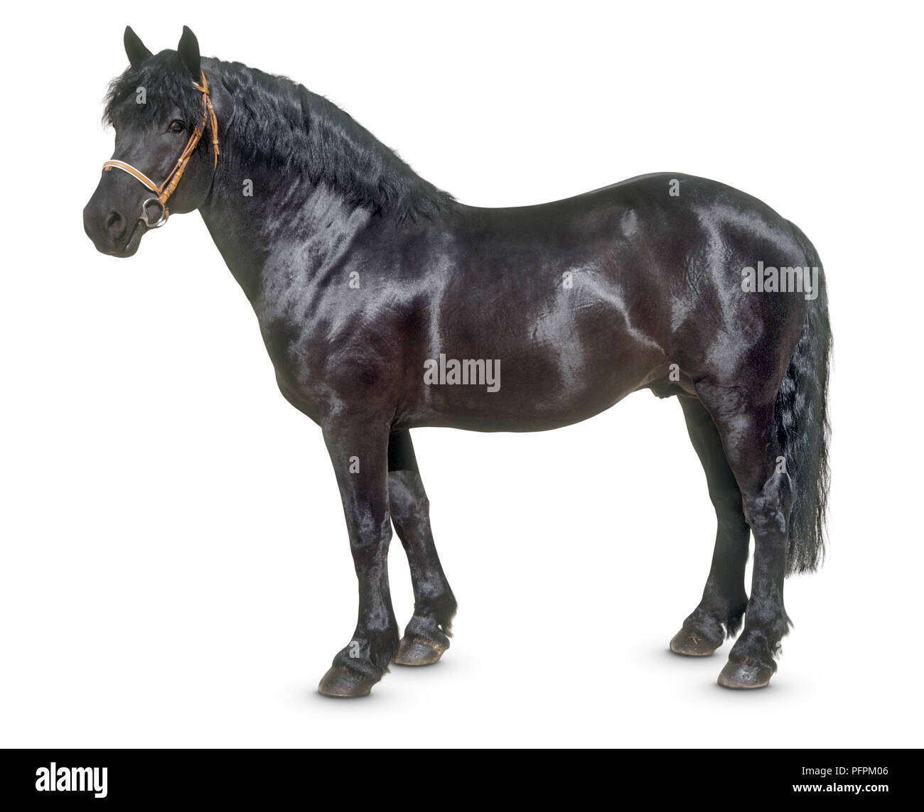 Ariegeois pony hi-res stock photography and images - Alamy