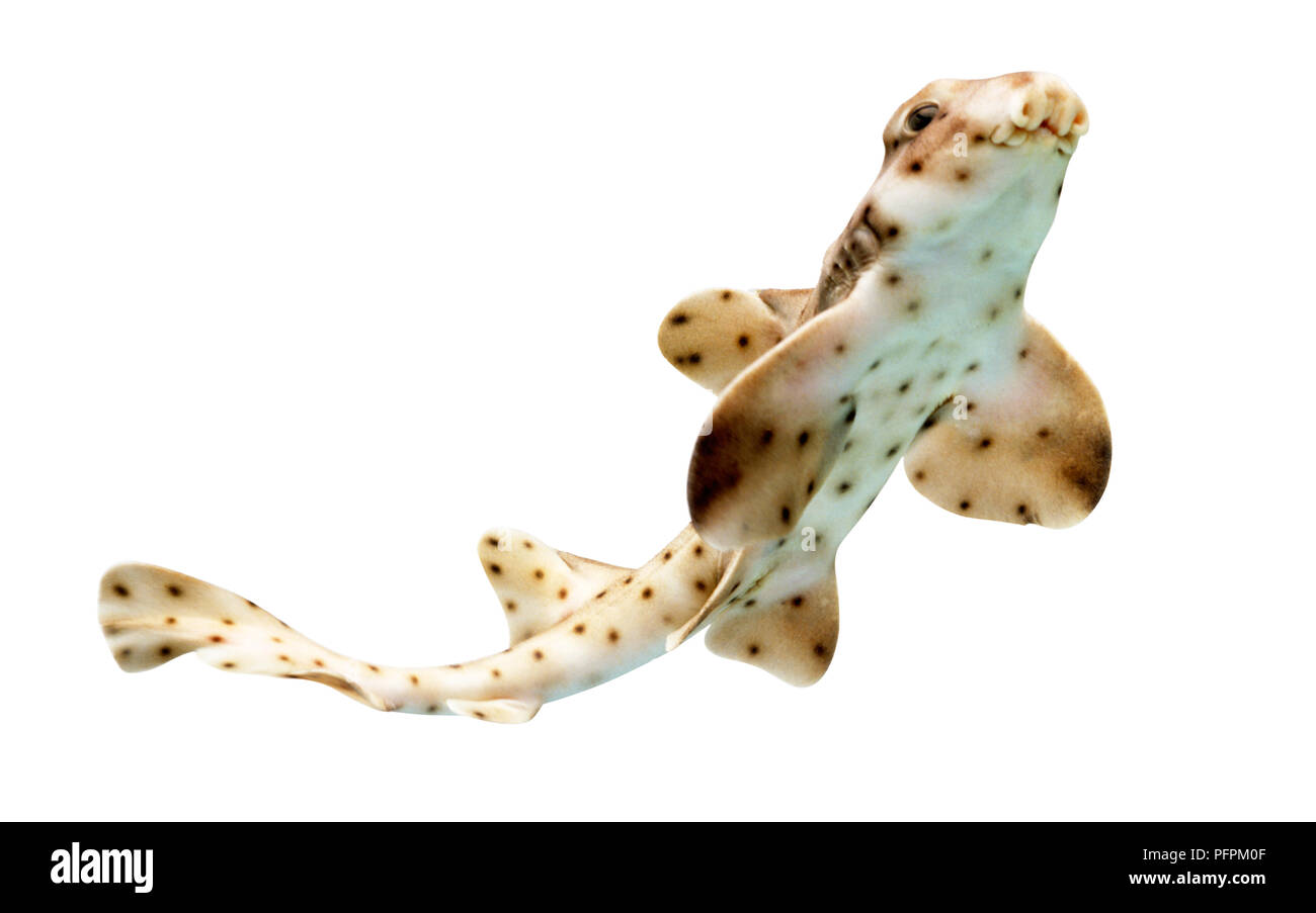 Horn shark (Heterodontus francisci), a type of bullhead shark Stock Photo