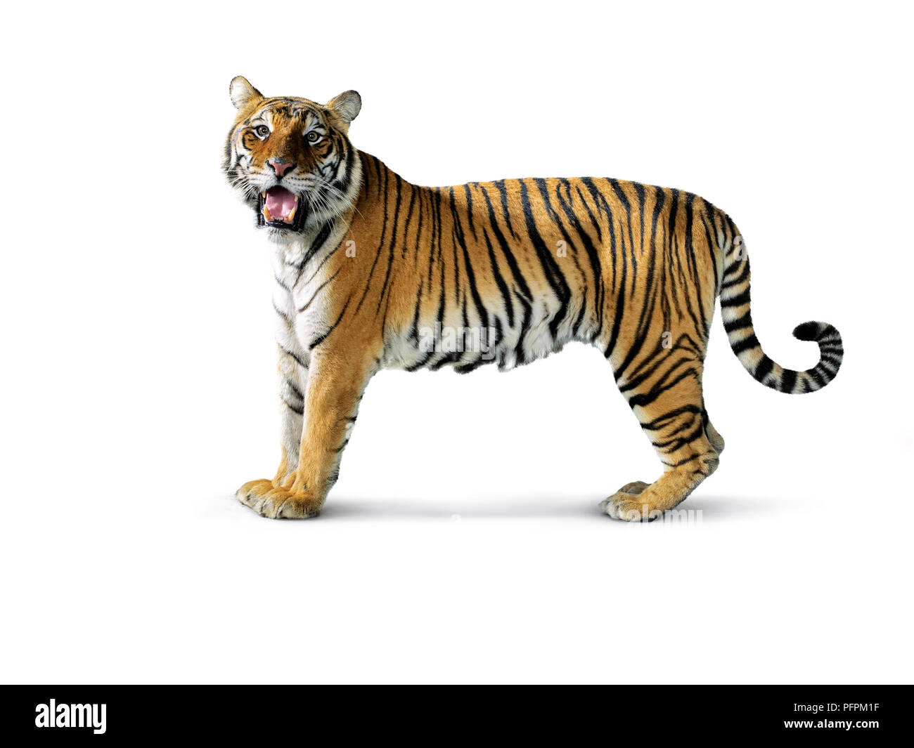 Tiger angry reaction expresion facial emoji vector. Jungle cat