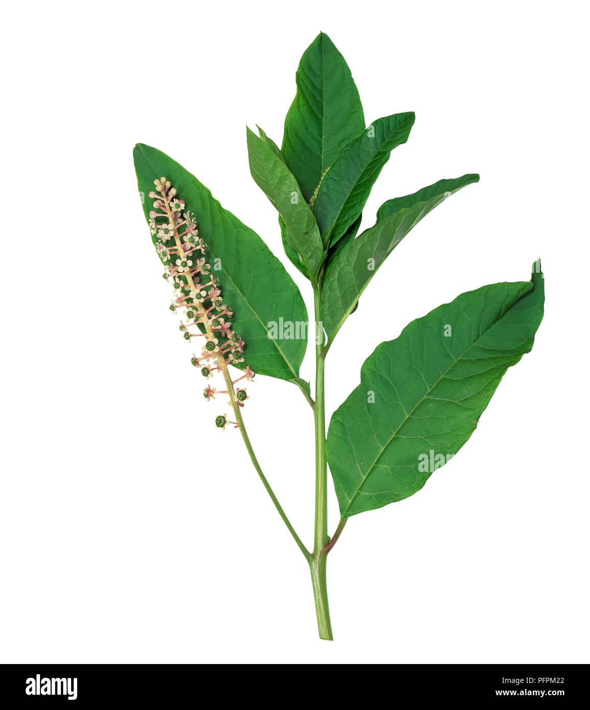 Phytolacca americana (American pokeweed), fruiting stalk with green unripe fruit, and stalk with flowers in racemes and leaves Stock Photo