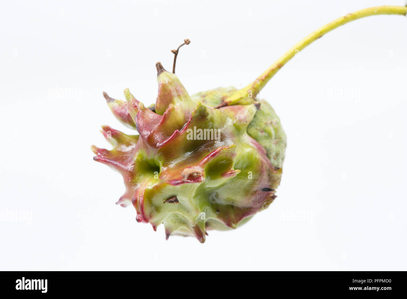 An oak knopper gall, Andricus quercuscalicis,  growing on an acorn from an oak tree in North Dorset. The galls vary in colour from green to red and ar Stock Photo