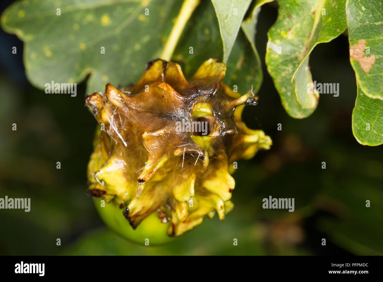 An oak knopper gall, Andricus quercuscalicis,  growing on an acorn on an oak tree in North Dorset. The galls vary in colour from green to red and are  Stock Photo