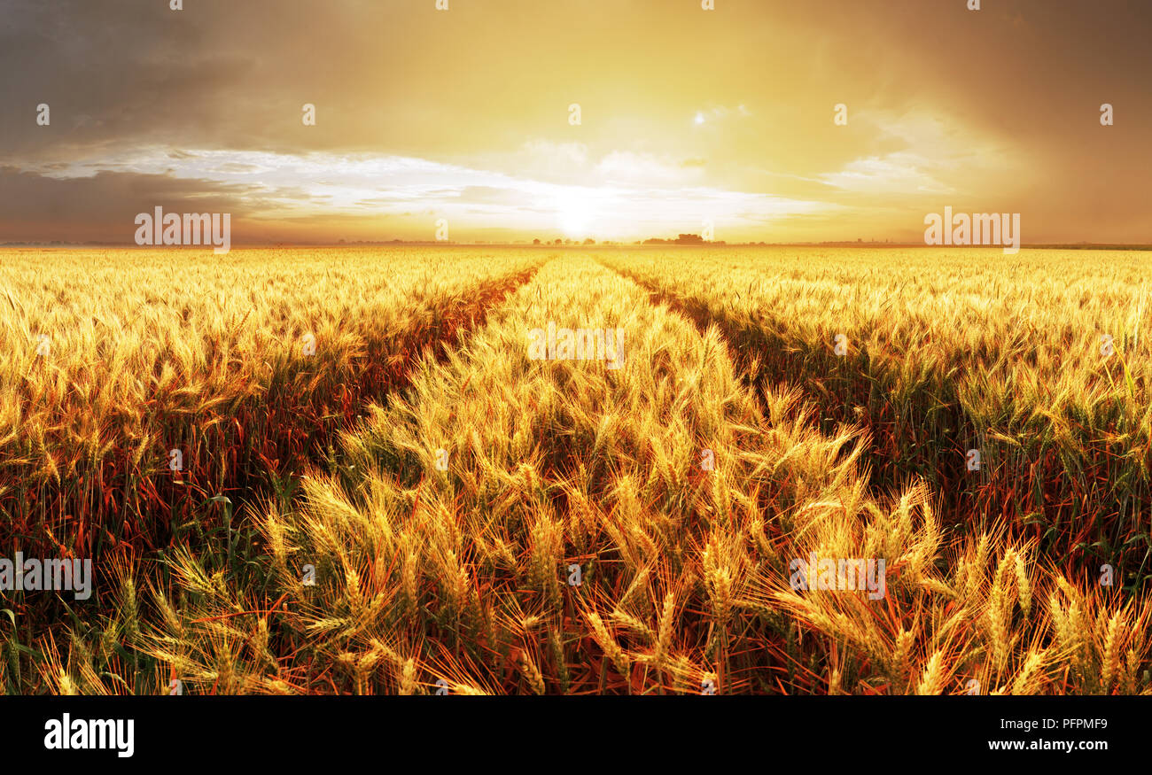 Gold wheat field panorama tree hi-res stock photography and images - Alamy