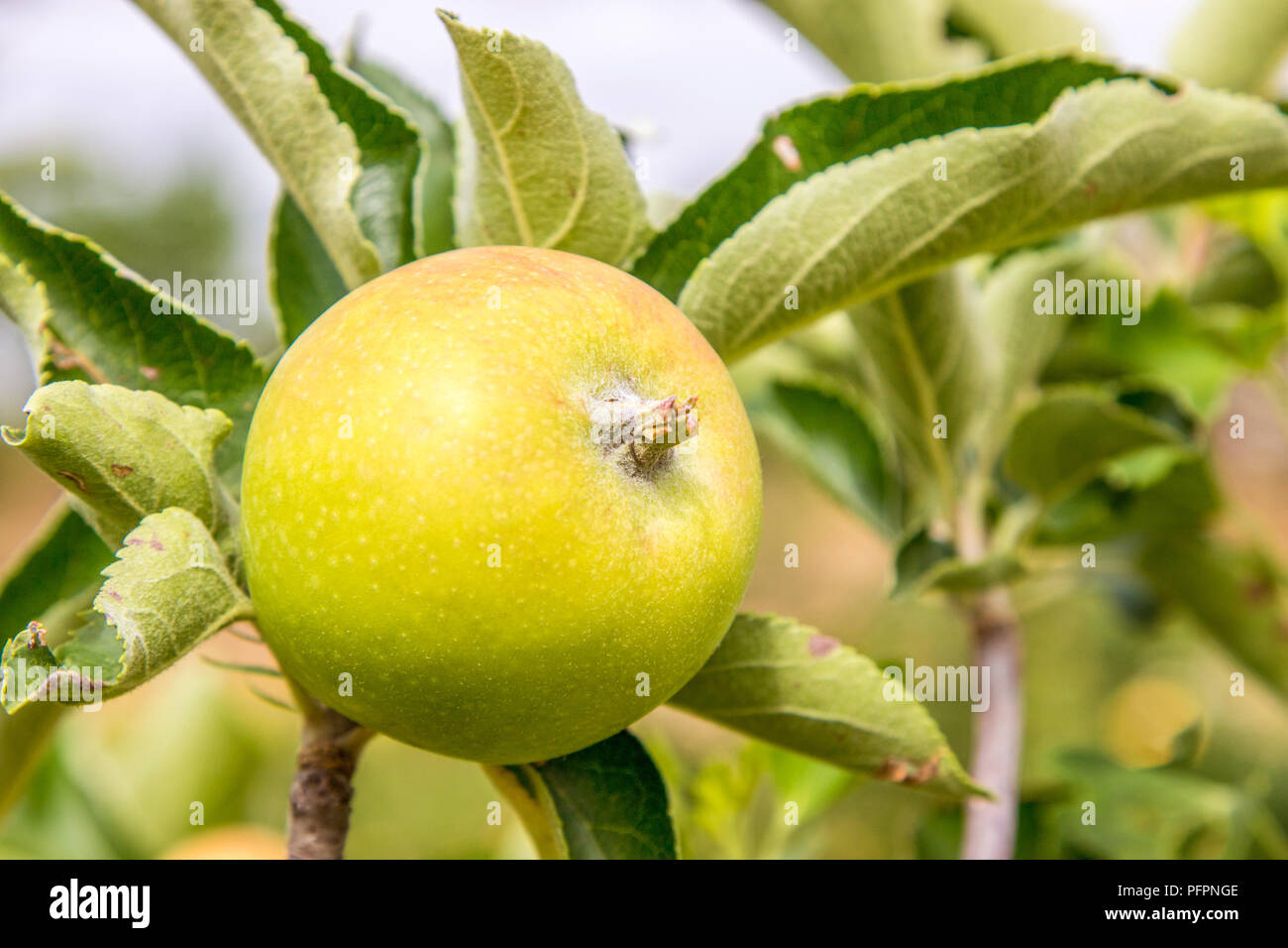 image of an apple on a tree branch in the garden Stock Photo - Alamy