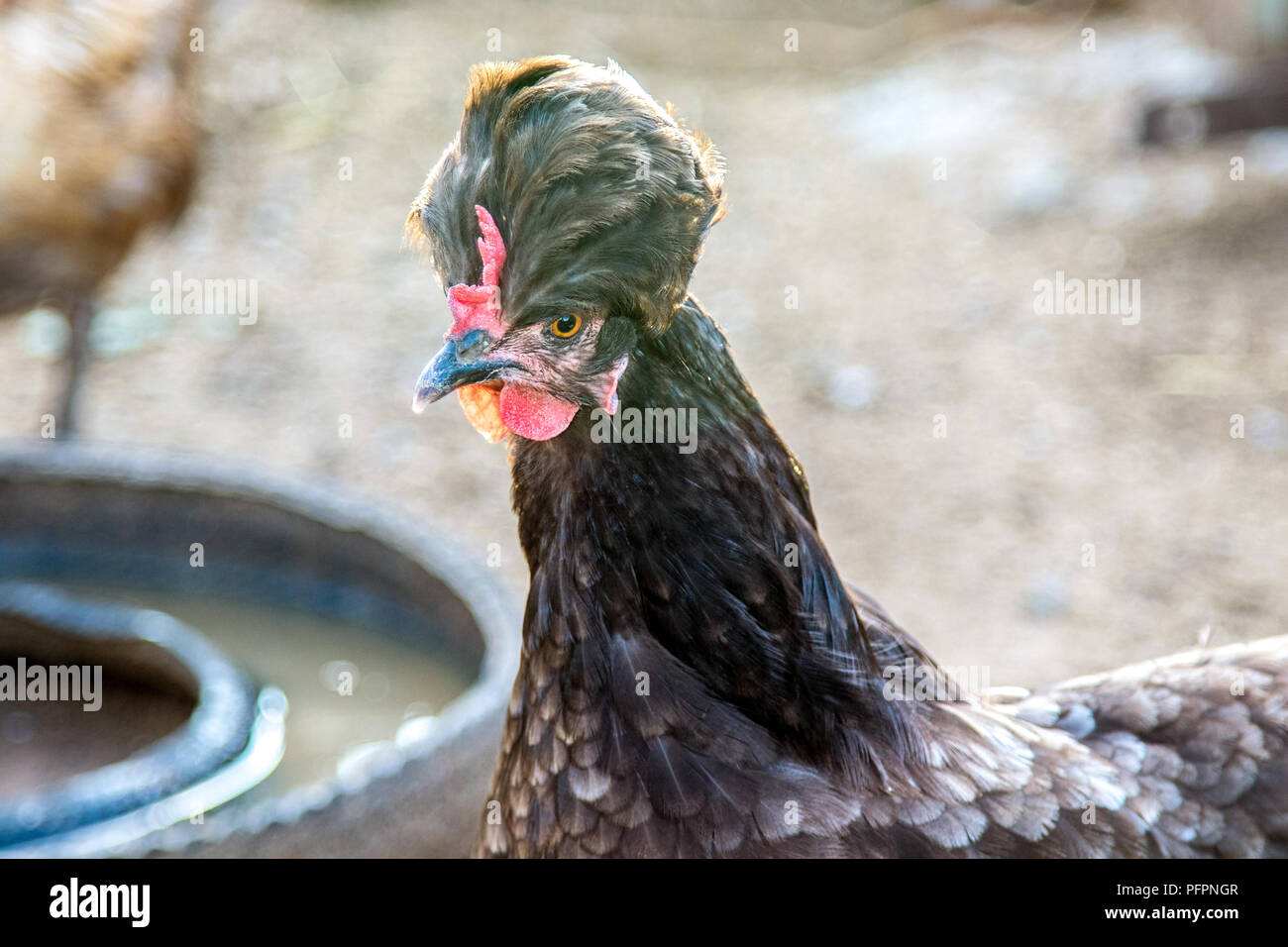 image of a bird portrait of a black crested hen on a farm Stock Photo