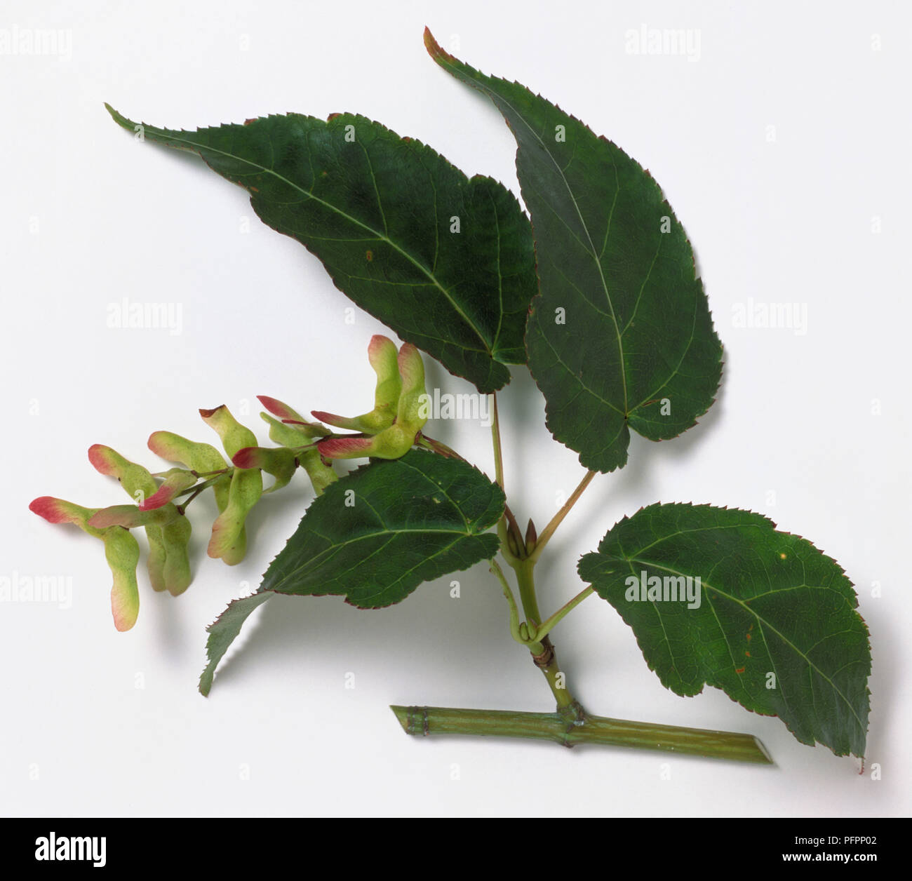 Aceraceae, Acer crataegifolium, Hawthorn Maple, branch section bearing dark green three-toothed lobed leaves, and light green winged fruits with red tips. Stock Photo