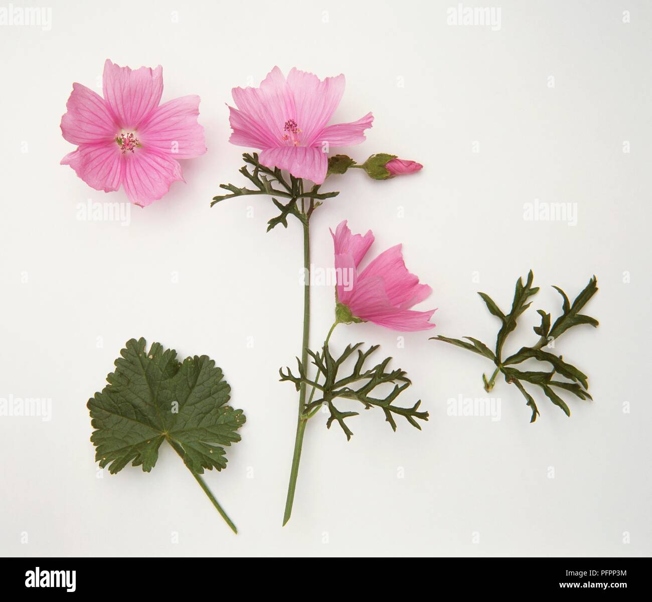 Malva moschata (Musk mallow), leaves and pink flowers Stock Photo
