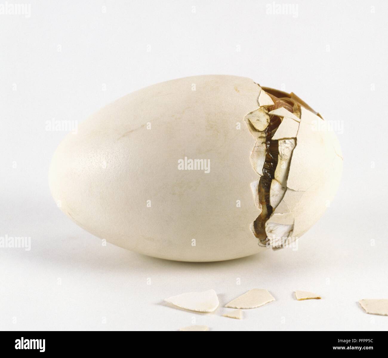 Roman goose egg with cracks visible Stock Photo