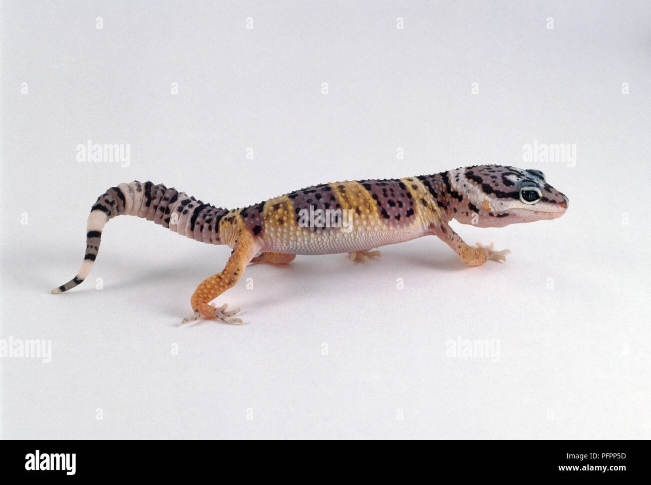 Gecko Walking On Razor Young Leopard Gecko (Eublepharis macularius) walking, side view Stock ...