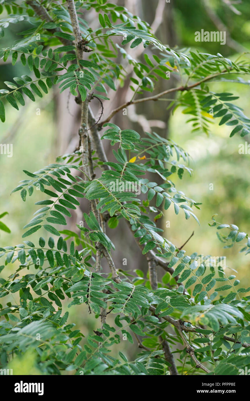 Green leaves of acacia tree branch at national wildlife sanctuary park. Stock Photo