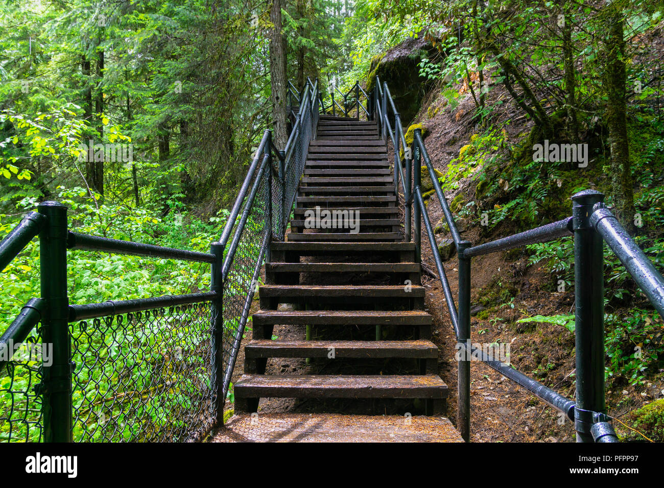 Climbing stairs on the hiking trail heading to Toketee Falls under the rain, North Umpqua National Forest, Oregon, USA. Stock Photo