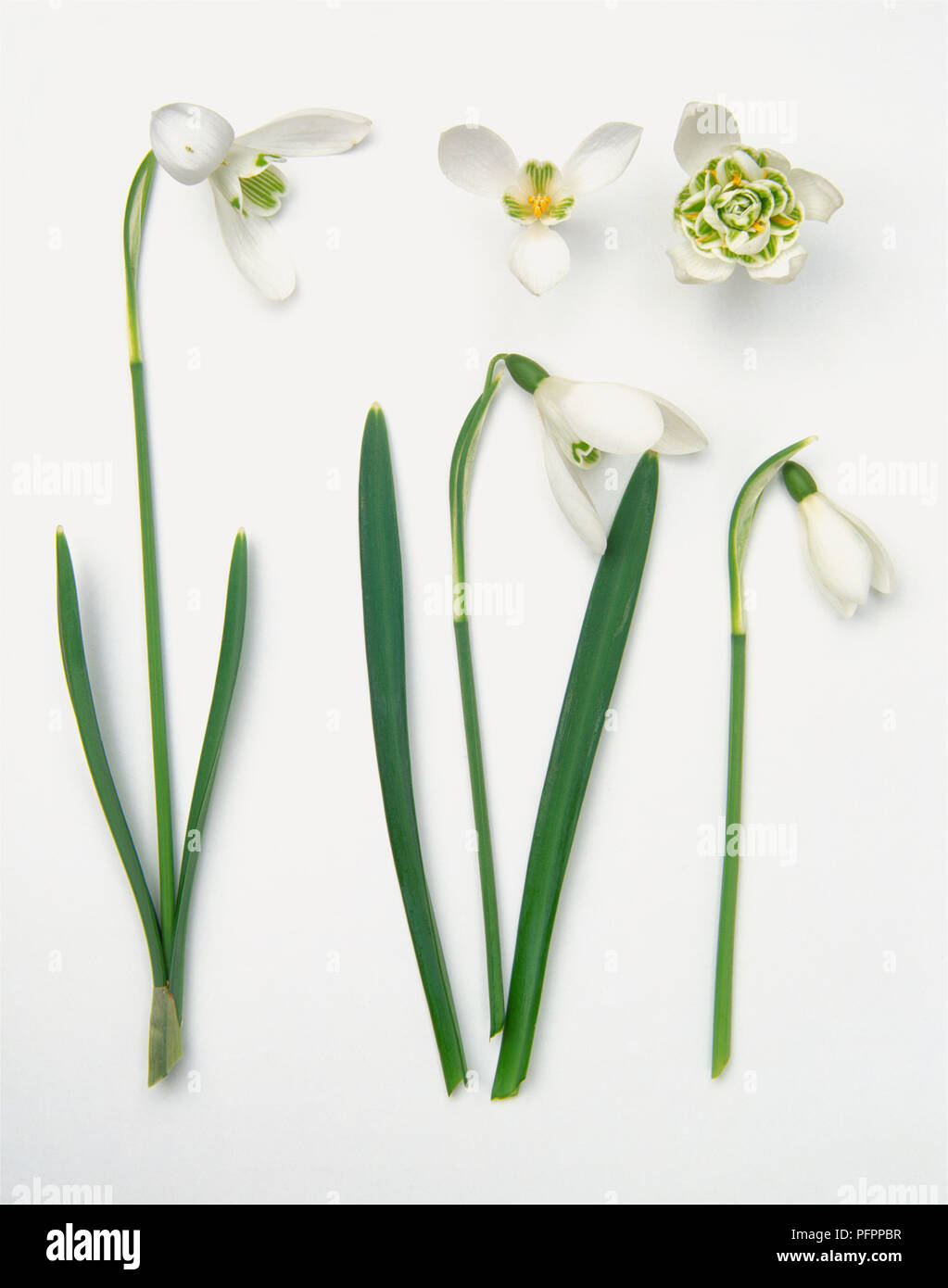 Flowers and leaves from Galanthus nivalis (Snowdrop) Stock Photo