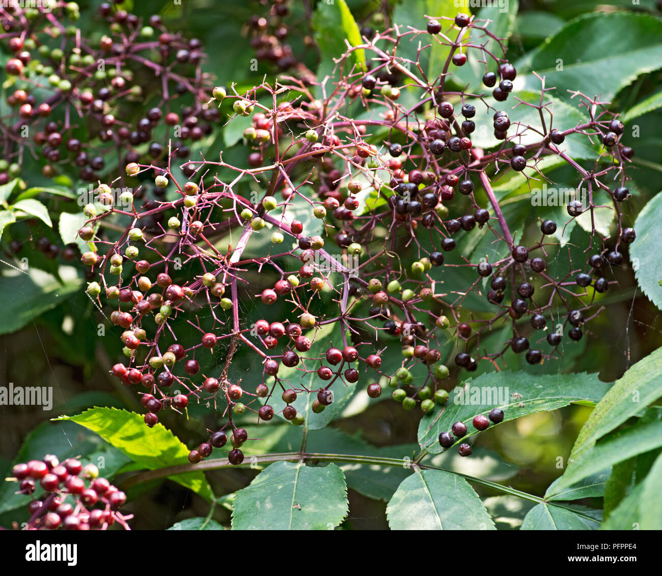 American Wyldewood Elderberry perennial  shrub. Sambucus canadensis. Stock Photo