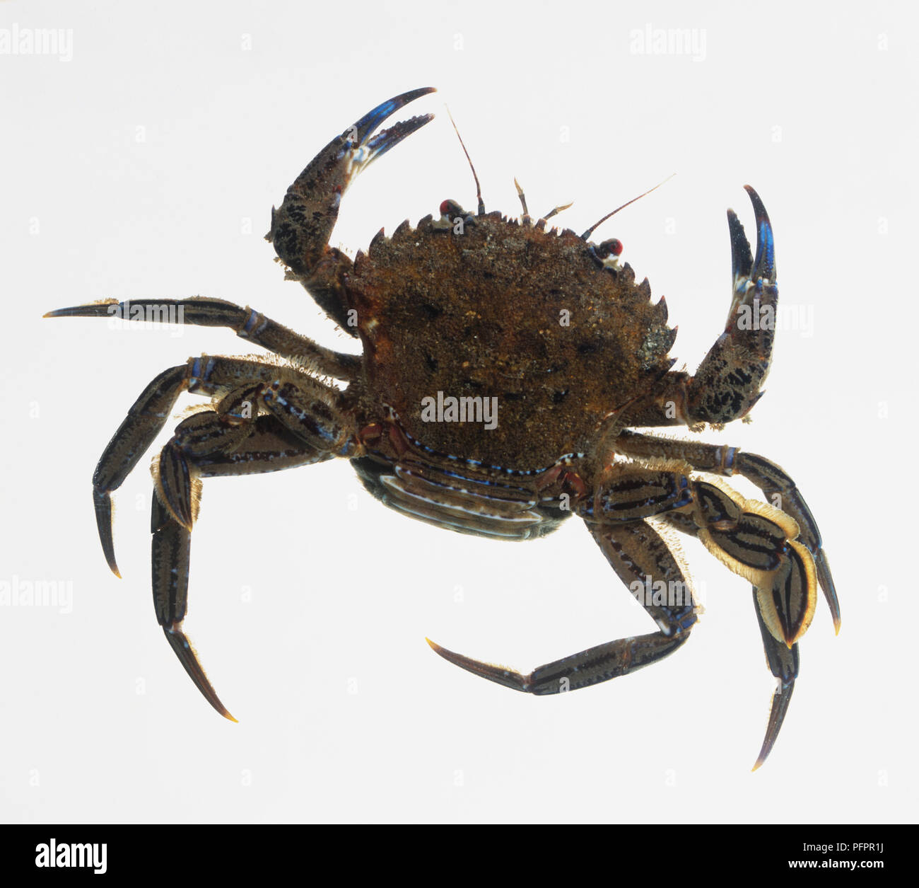 Close up sea crab hi-res stock photography and images - Alamy