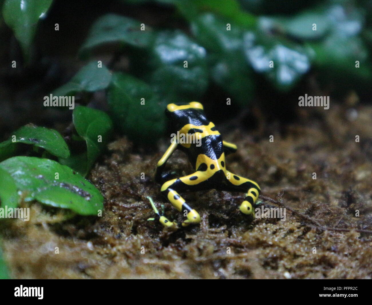 Small Poisonous Frogs Stock Photo