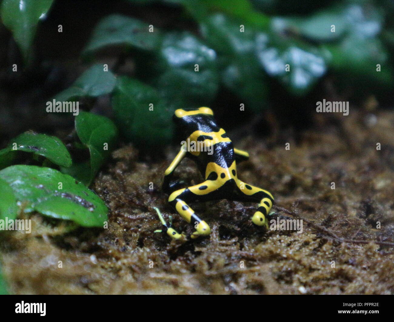 Small Poisonous Frogs Stock Photo
