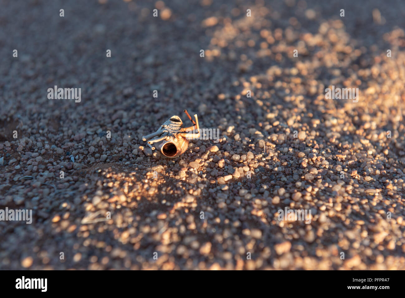 Close up of shell of dead bug, insect on sand ground in desert, Namibia Stock Photo