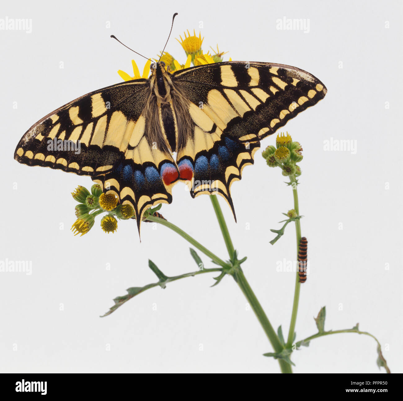 Swallowtail, Papilio machaon, a yellow and black tiger striped old world butterfly with red eyespots on its inner hindwings nectaring on a flowerhead. with scalloped tailed hindwings. Stock Photo