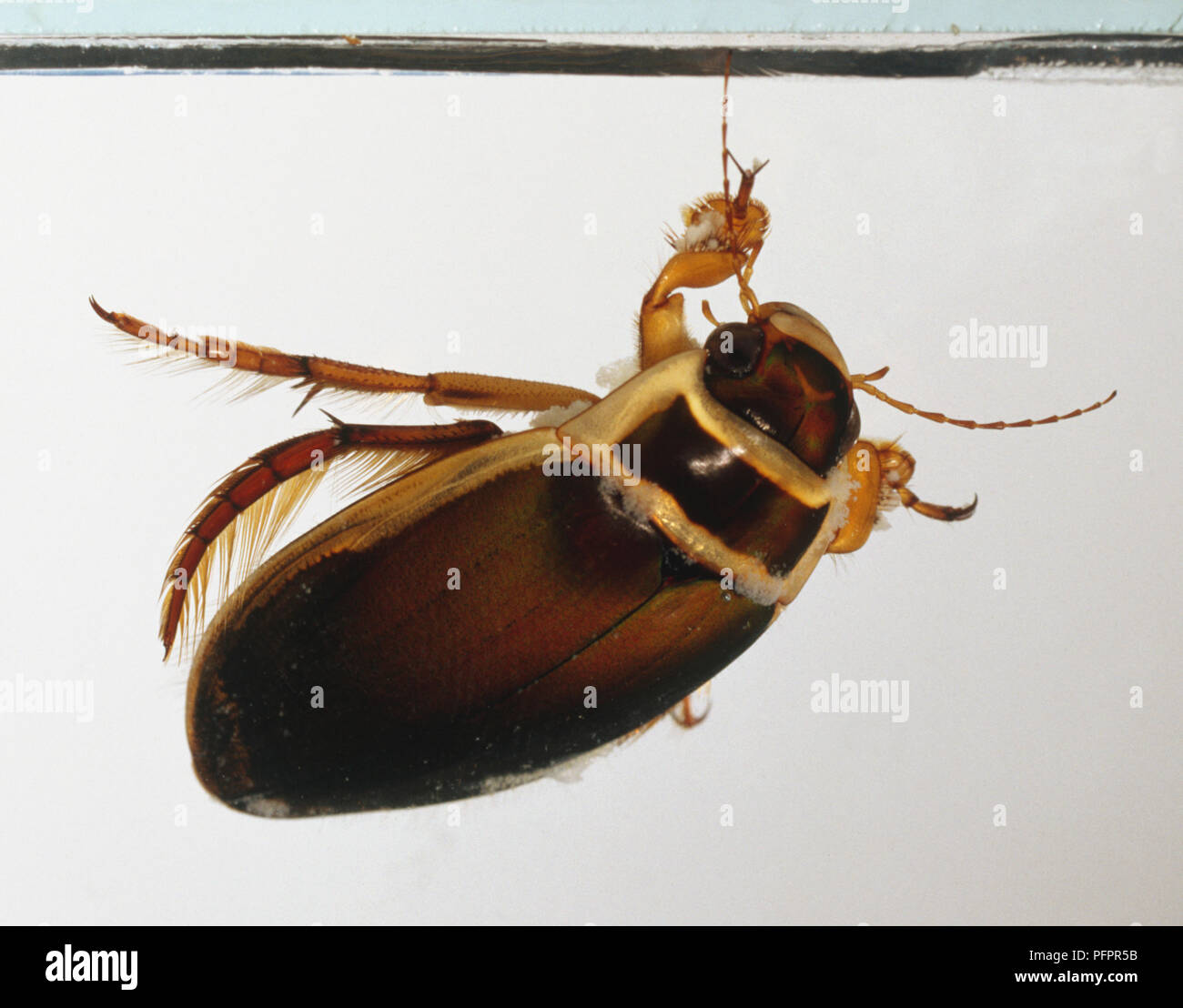 A brown Great Diving Beetle with fringes on its legs for propulsion through the water. Stock Photo