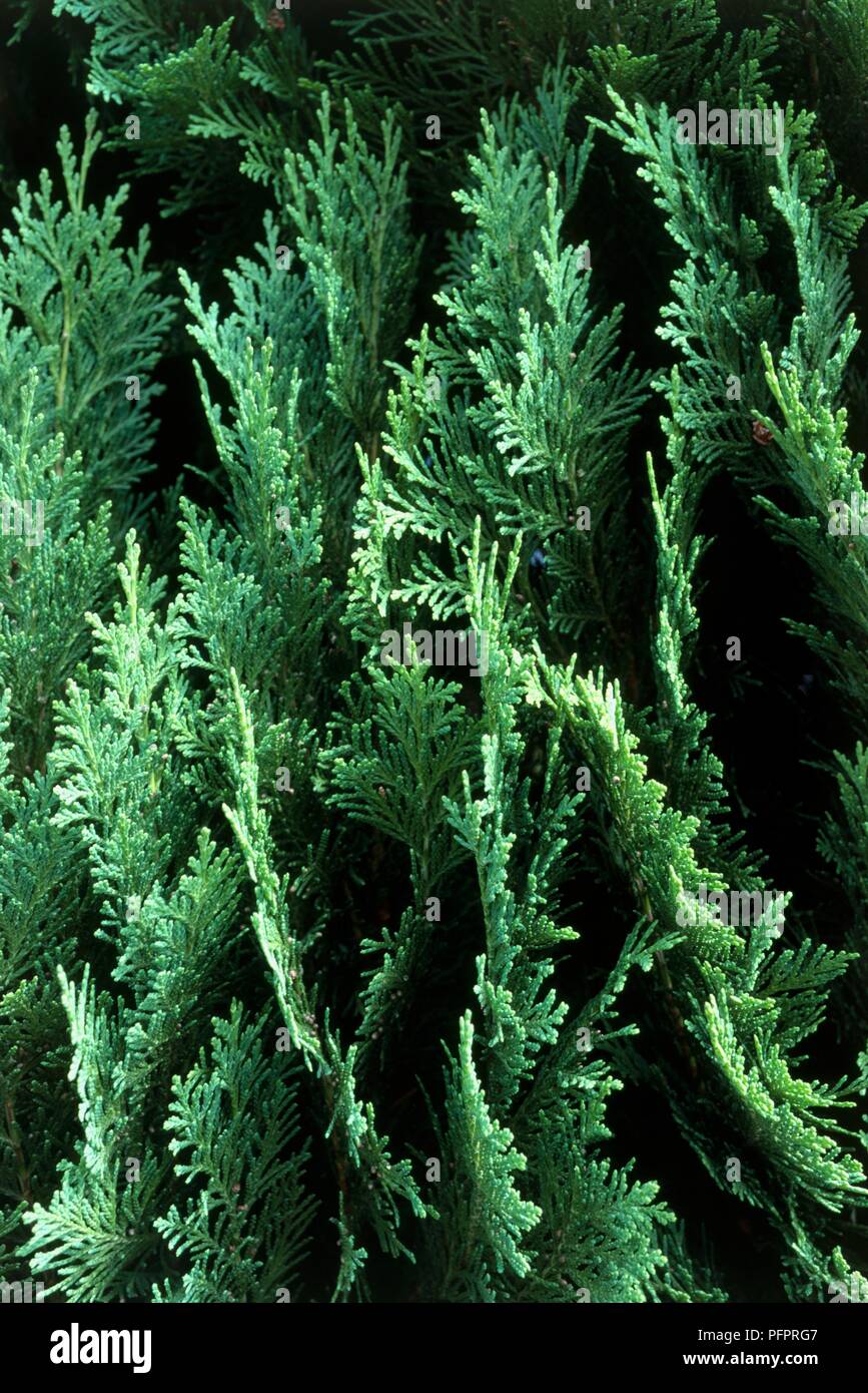 Chamaecyparis lawsoniana (Lawson's cypress, also knows as Port Orford cedar), close-up on leaves Stock Photo