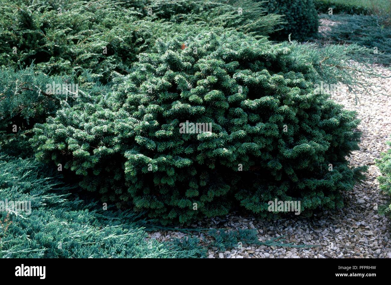Abies balsamea (Balsam fir) small evergreen fir Stock Photo