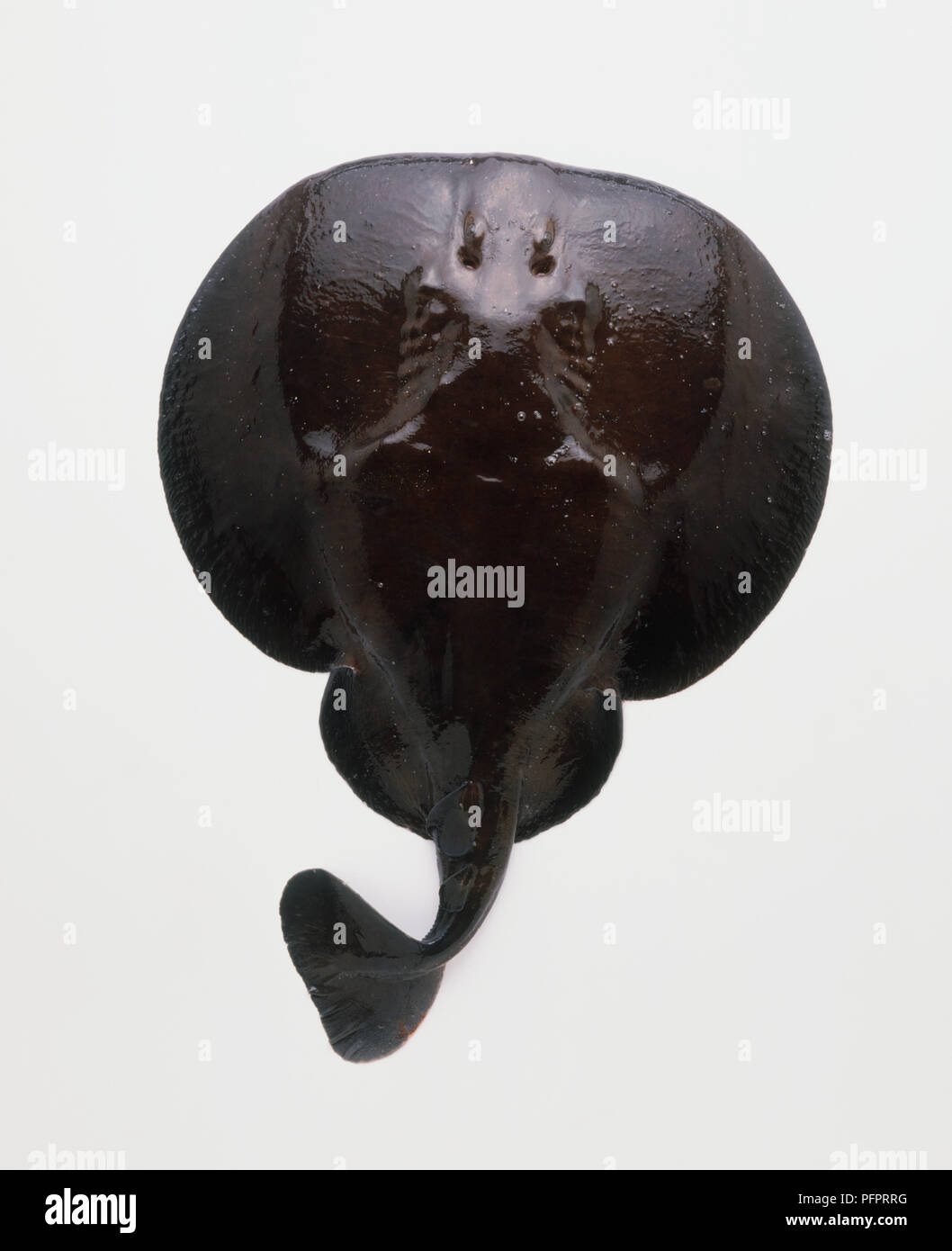 Atlantic torpedo (Torpedo nobiliana), view from above Stock Photo Alamy