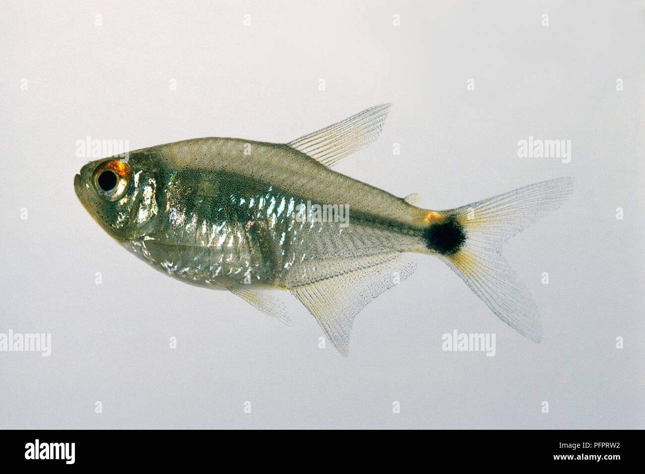 Beacon fish (Hemigrammus ocellifer), a tetra fish Stock Photo