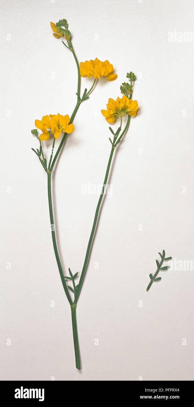 Coronilla juncea (Rush-like Scorpion Vetch) with yellow flowers and tiny green leaves on long stems Stock Photo