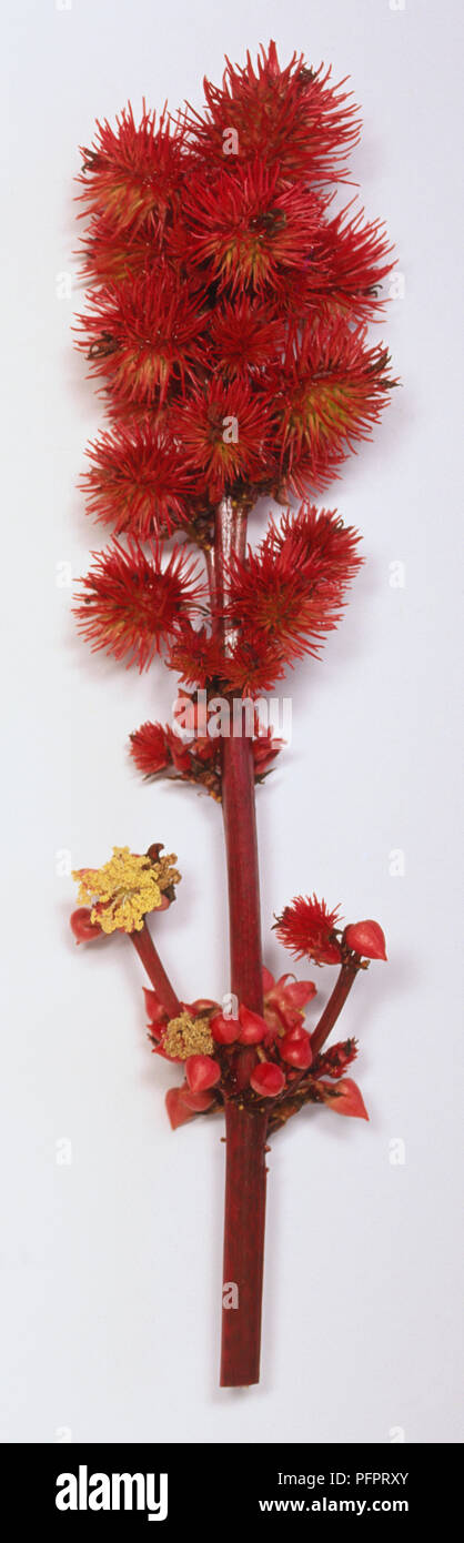 Ricinus communis, castor oil plant, female flowers bright red stigmas and stem, spiky. Stock Photo