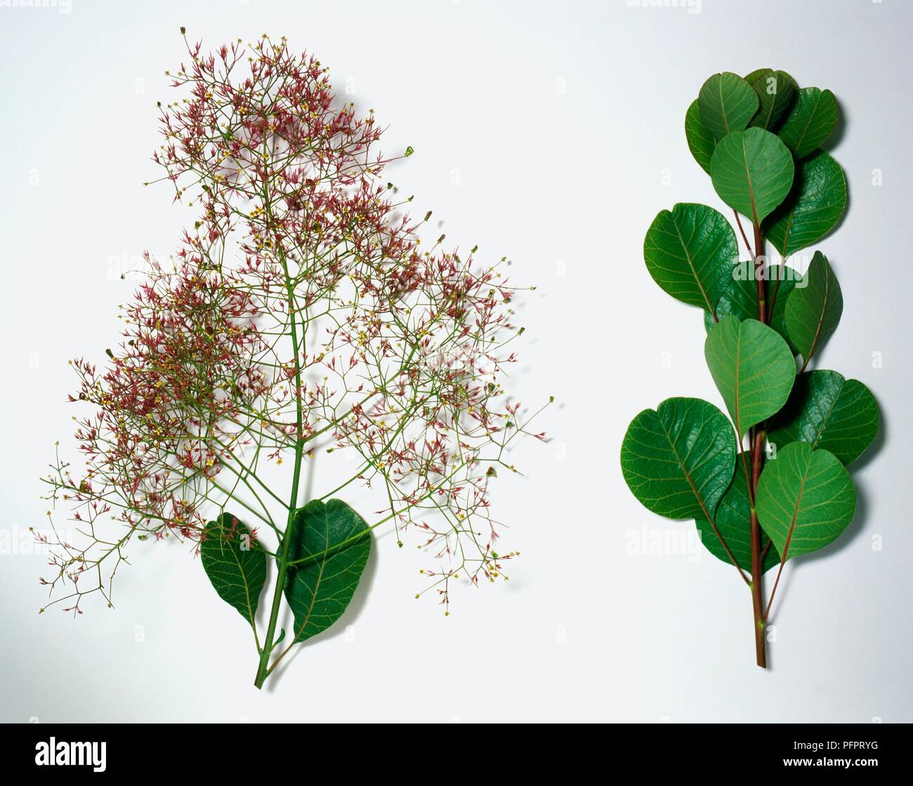 Cotinus coggygria (Smoke tree), stem with flowers and another stem with leaves Stock Photo
