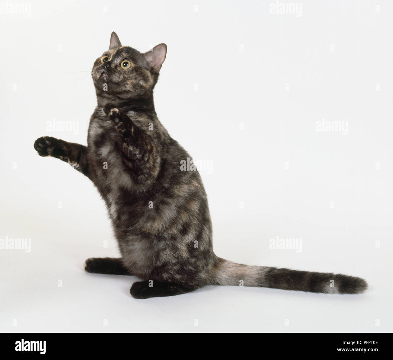 Tortie Smoke European shorthaired cat with good contrast in ourter colour, sitting on hind legs with fore paws raised. Stock Photo
