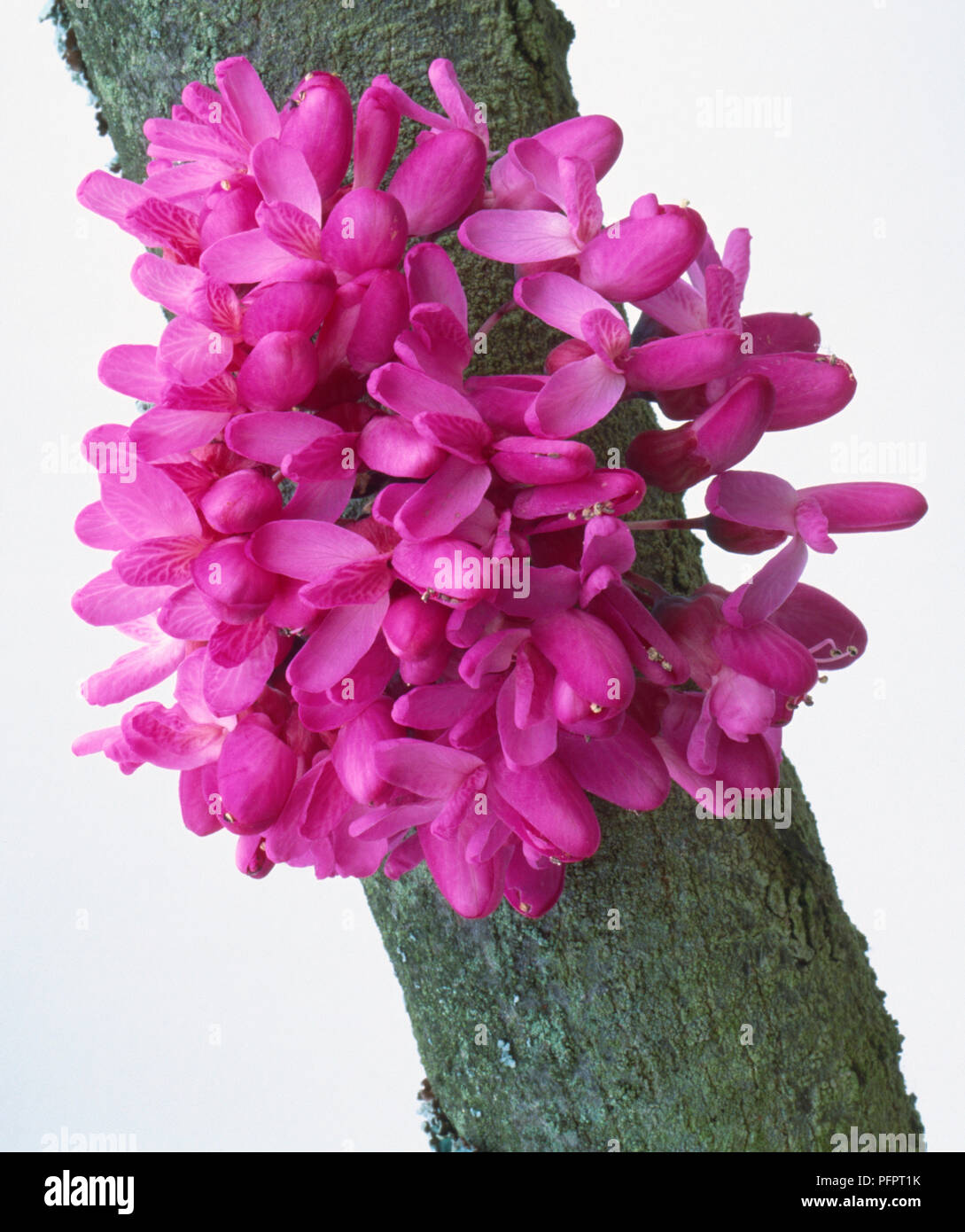 Leguminosae, Cercis siliquastrum 'Bodnant', Judas Tree, squared-up image of grey-brown branch with cluster of pea-like, pink flowers. Stock Photo