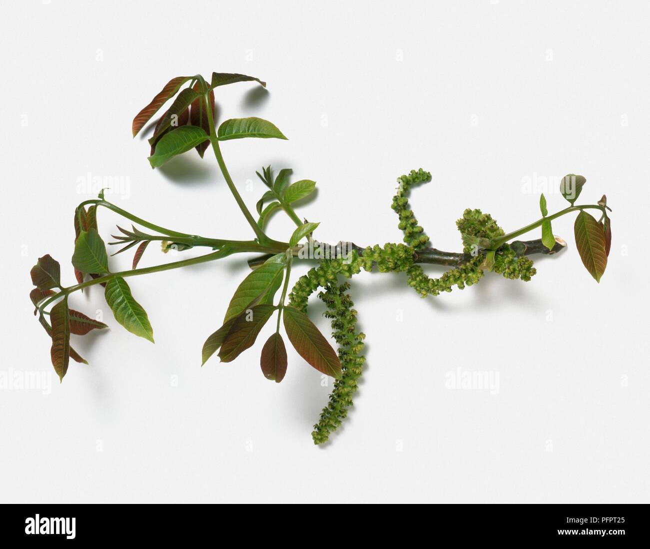 Juglans regia (English Walnut), red-green leaves and catkins on thin branchlet Stock Photo