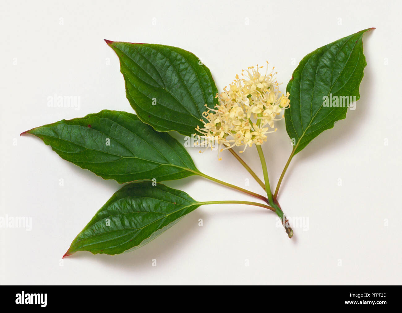Cornaceae, Cornus alternifolia, long, elliptic, bright green leaves with smooth margins, and creamy flowers in flattened heads with protruding stamens. Stock Photo