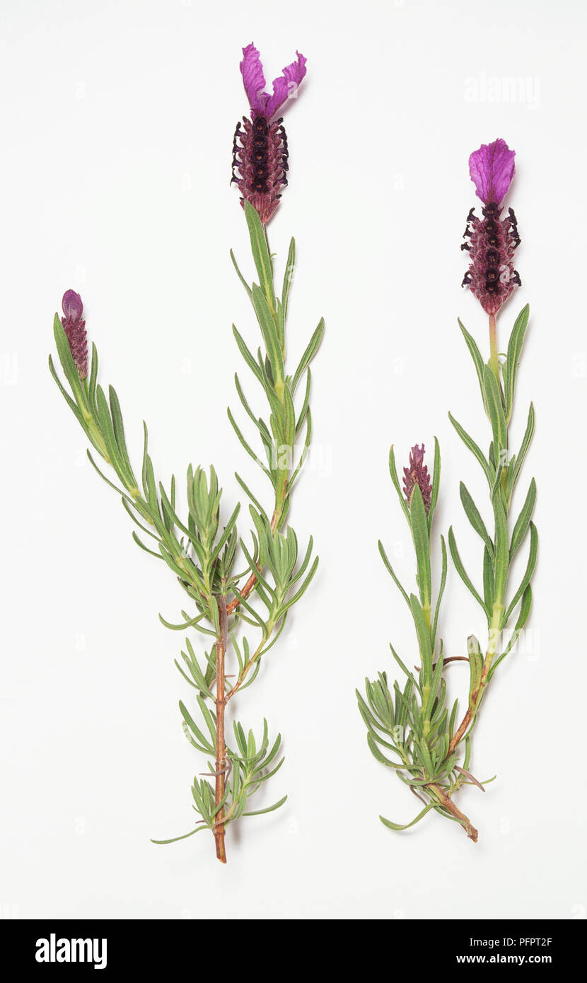 Lavandula stoechas (French lavender), two flowering stems Stock Photo ...