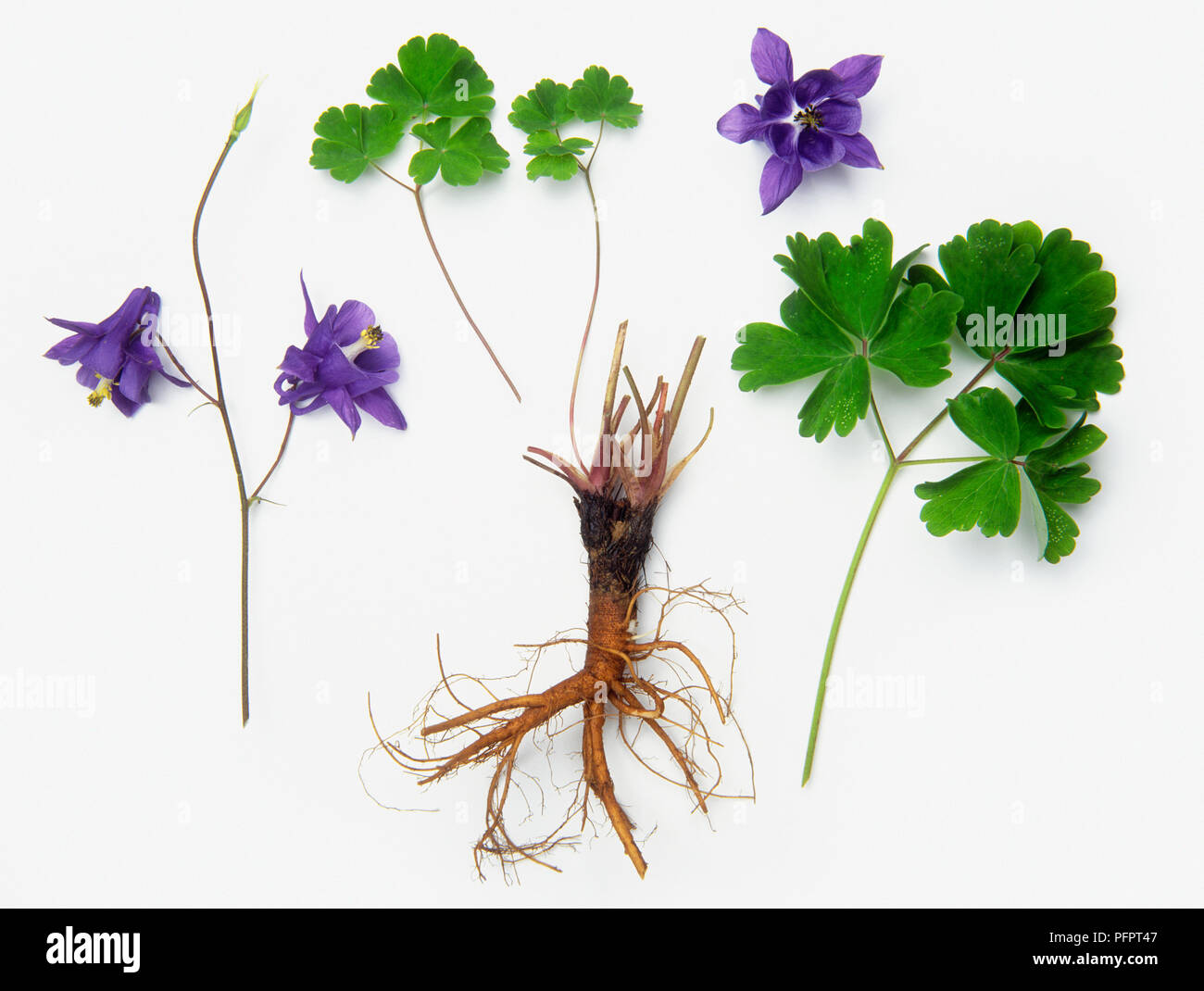 Roots, flowers and leaves from Aquilegia vulgaris (Columbine) Stock Photo