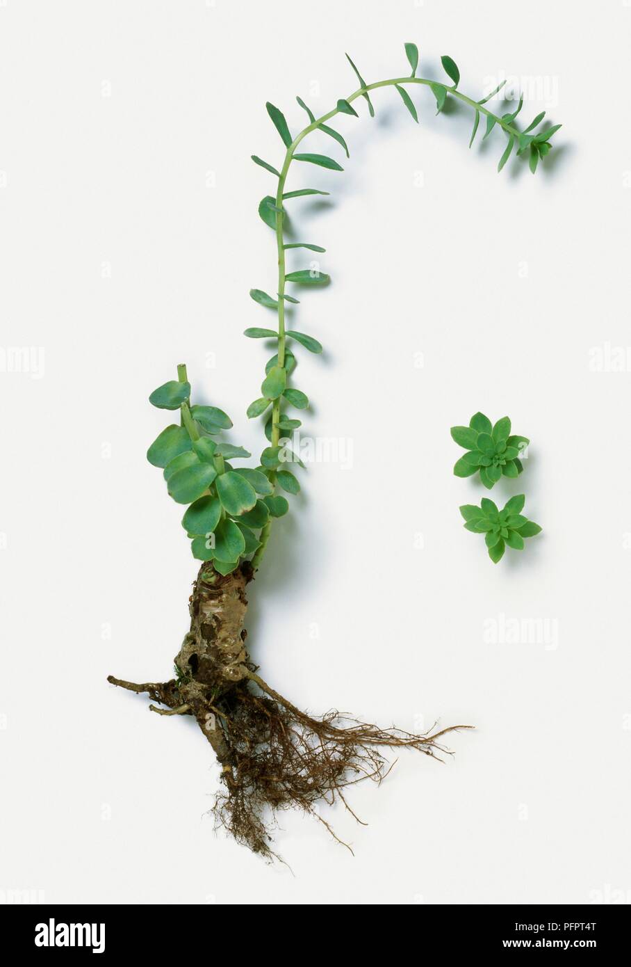 Roseate Roots Rhodiola rosea (Rose-root), green leaves, rhizome, and roots Stock ...