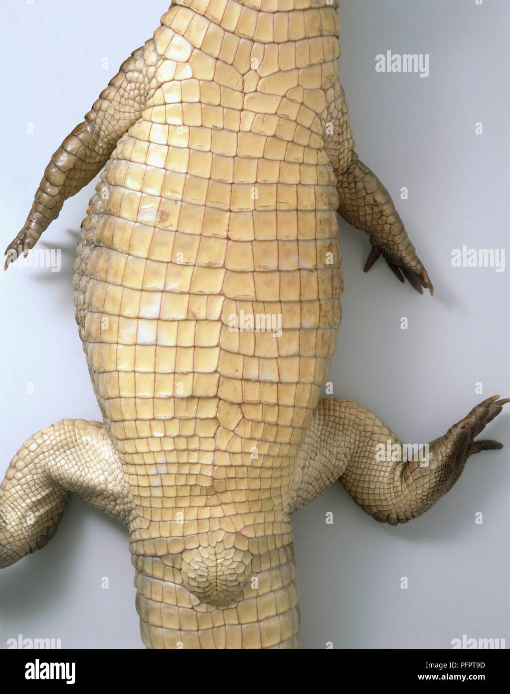 Belly of caiman, close-up Stock Photo - Alamy