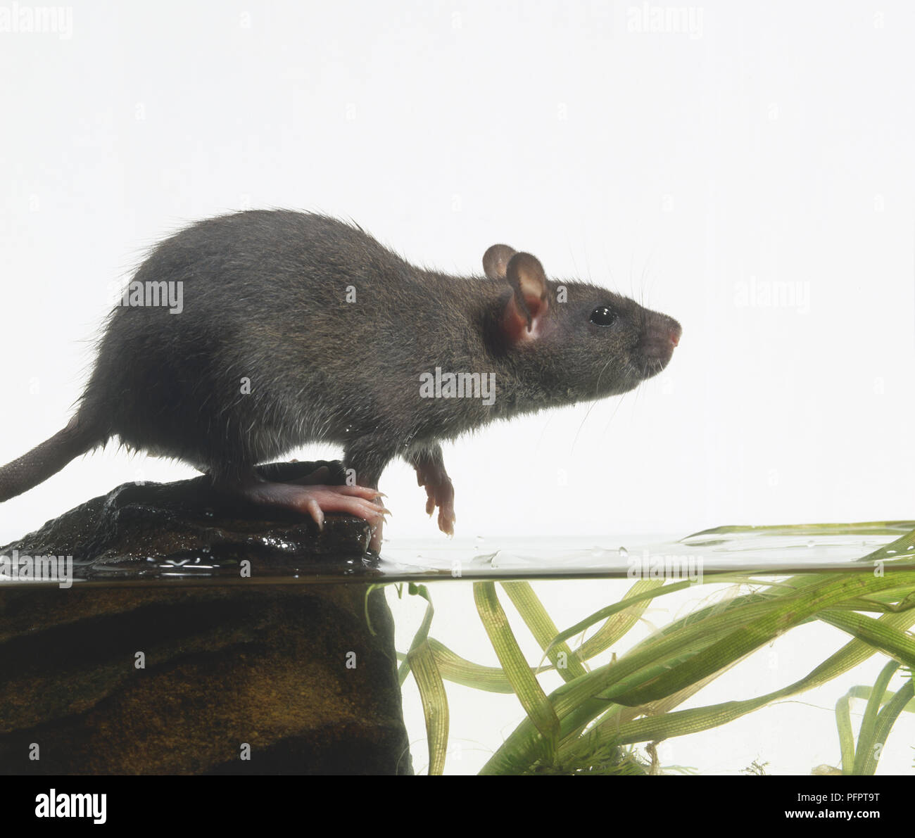 A Rat about to jump into water, side view Stock Photo Alamy