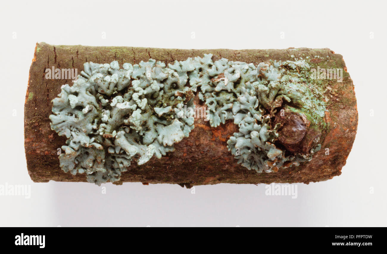 Monera hi-res stock photography and images - Alamy