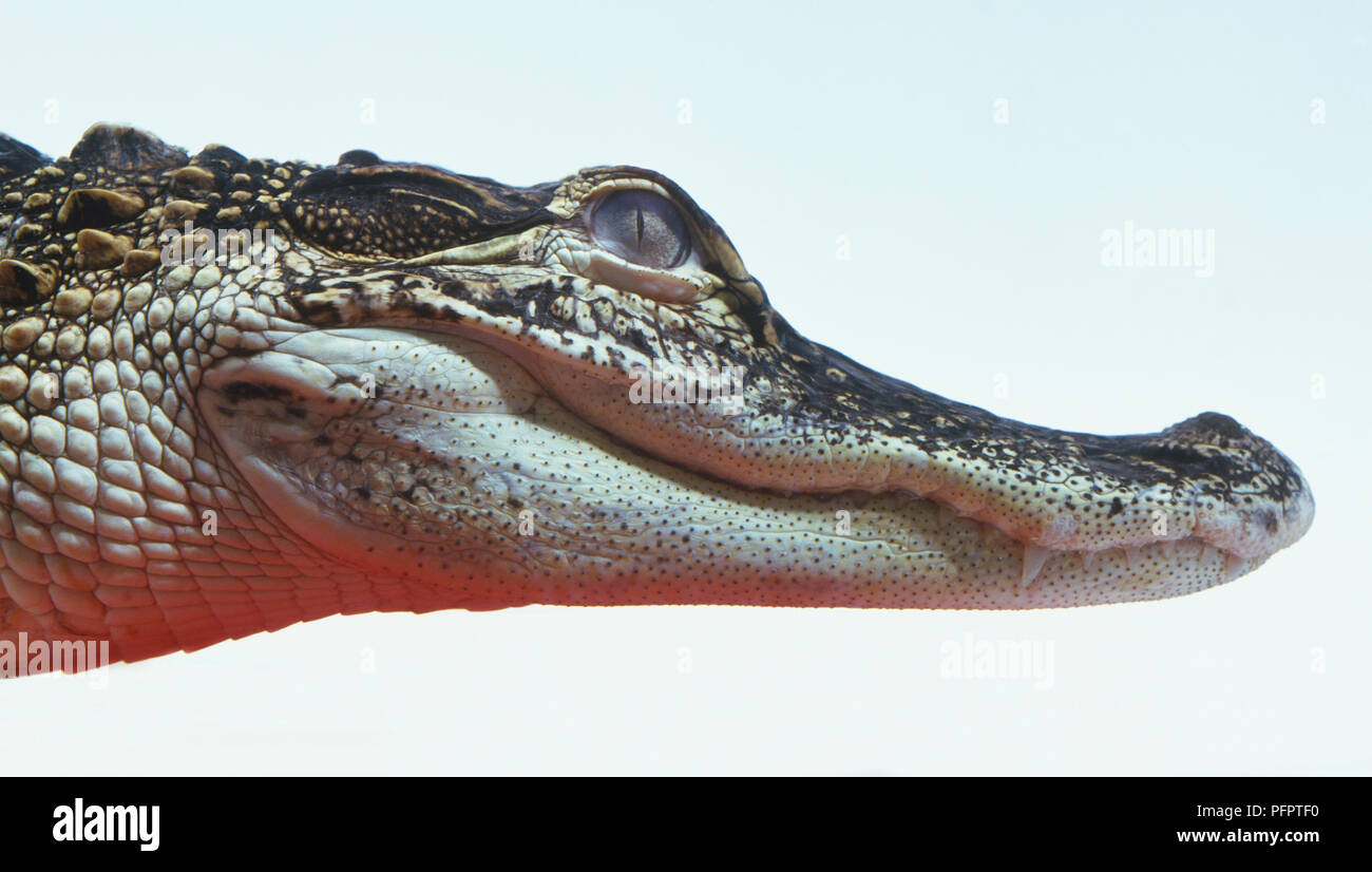 American alligator (Alligator mississippiensis), head in profile Stock