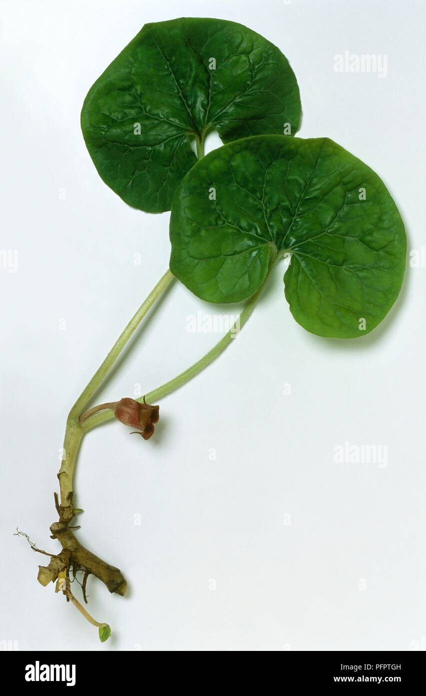 Asarum canadense (Canadian wild ginger), stem with roots, bud and leaves Stock Photo