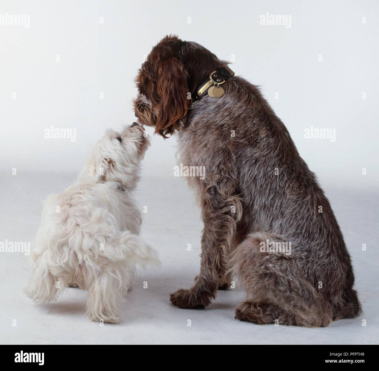 Two dogs sniffing each other, their noses touching Stock Photo Alamy